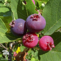 Ирга канадская Октобер Флейм