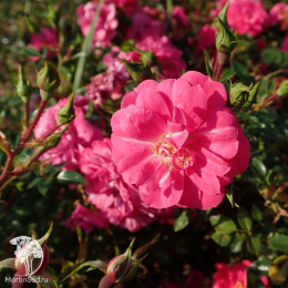 Роза Элфрид