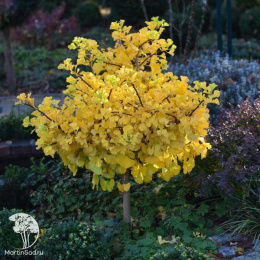 Гинкго билоба Марикен на штамбе