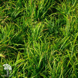 Осока Морроу Айриш Грин