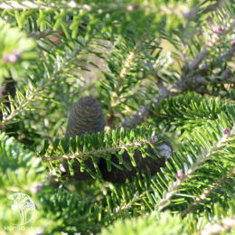 Пихта корейская Молли