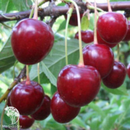 Вишня Лебедянская