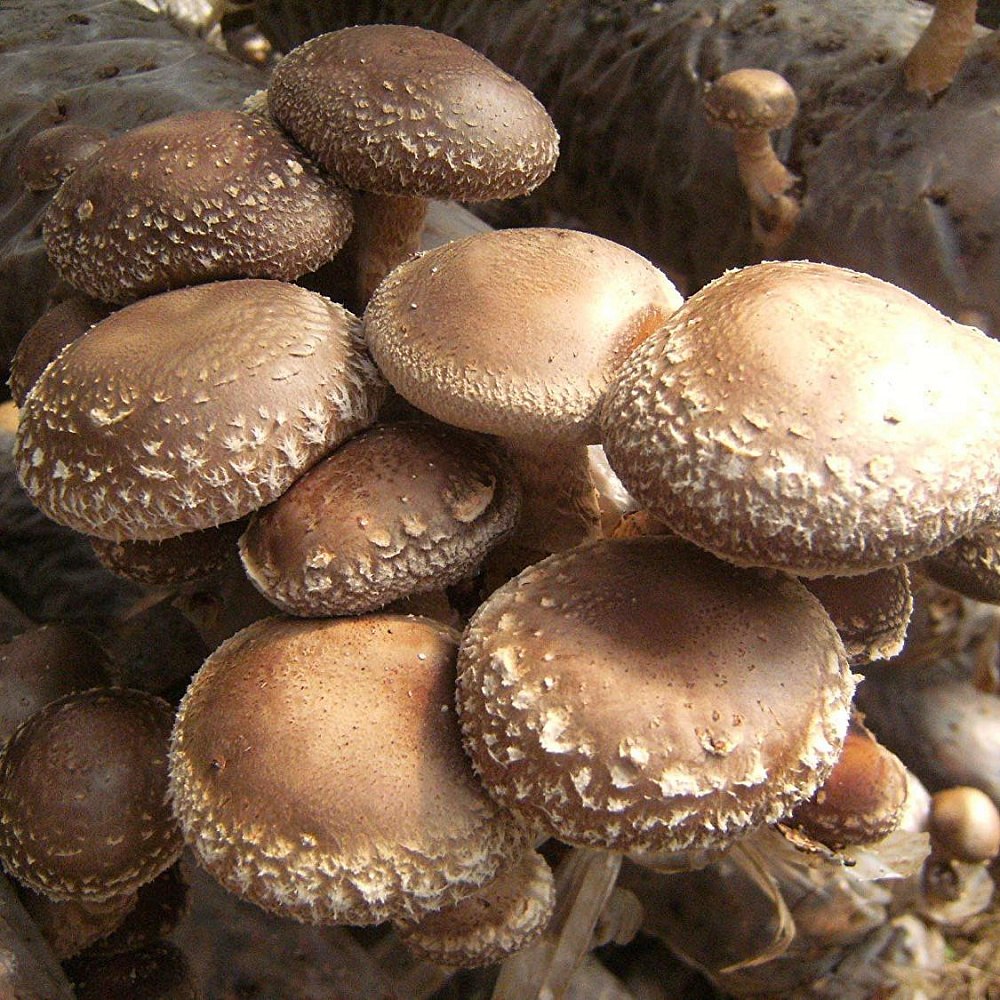Корейские грибы шиитаке