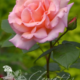 Роза плетистая Компассион