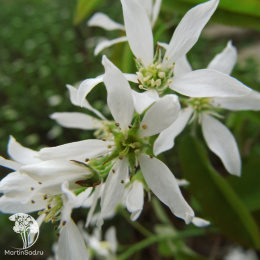 Ирга канадаская Принц Вильям