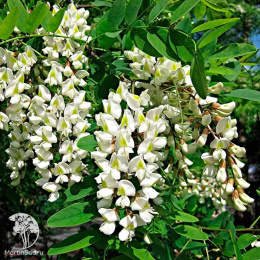 Робиния Пендула