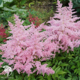Астильба Юник Силвери Пинк