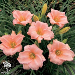 Лилейник Он энд Он