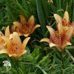 Лилия азиатская танго Фанни Герл