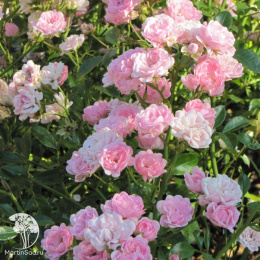 Роза полиантовая Зе Фейри