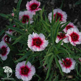 Гвоздика китайская Диана Пёрпл Центред Вайт