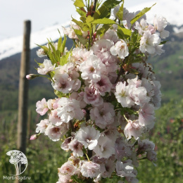 Вишня мелкопильчатая Аманогава
