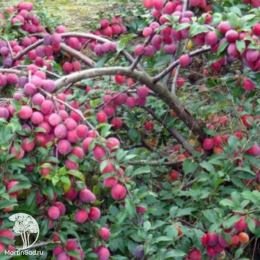 Слива русская (алыча) Кубанская Комета