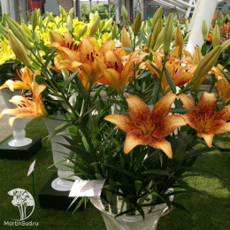 Лилия азиатская танго Фанни Герл