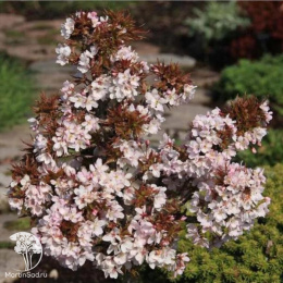 Сакура мелкопильчатая Литтл Джереми на штамбе