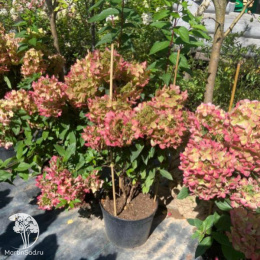 Гортензия метельчатая Металлика