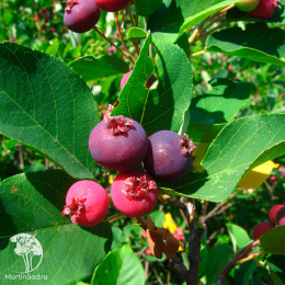 Ирга Ламарка три ствола переплетены в косу