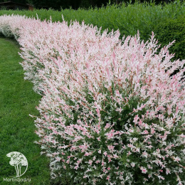 Ива цельнолистная Хакуро-Нишики