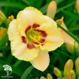 Лилейник Кастед Кэнди