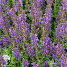 Набор для мяса тимьян Голден Лемон + шалфей Руген