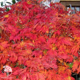 Клён веерный Асахи Зуру