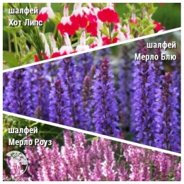 Набор для цветущей ароматной грядки шалфей Хот Липс + Мерло Блю + Мерло Роуз