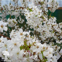 Вишня ниппонская Бриллант на штамбе