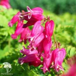 Дицентра красивая "Лакшариэнт"