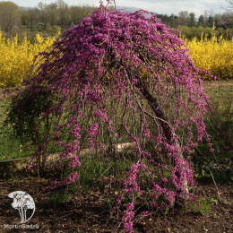 Церцис канадский Мерло