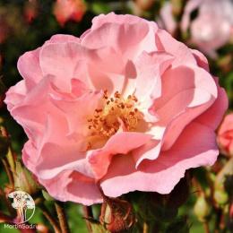 Роза Клэр Матин