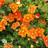 Лапчатка кустарниковая Оранжиссима фото 3 