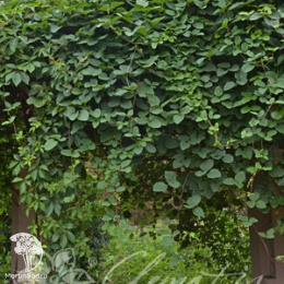 Акебия Пятилисточковая красная