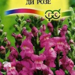 Антирринум (Львиный зев) Ди розе