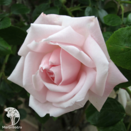 Роза плетистая Нью Доун