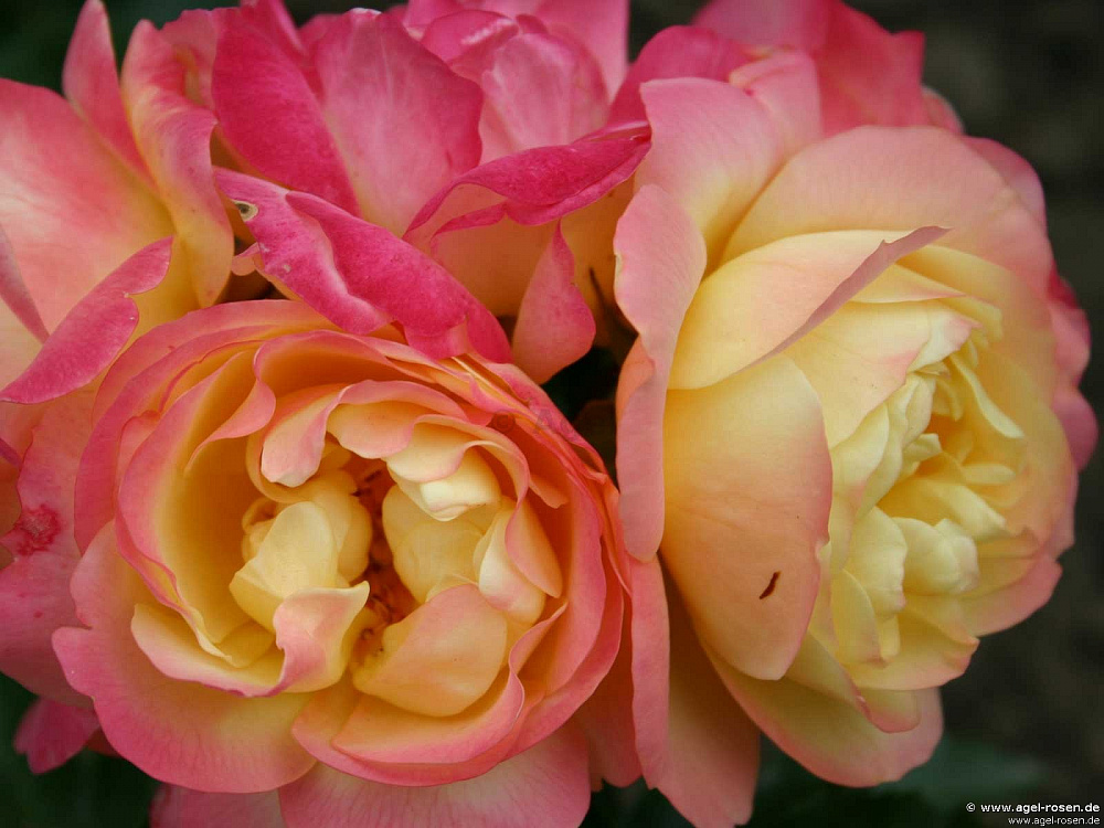 Роза лампион фото и описание
