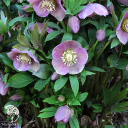 Морозник восточный Пинк Леди