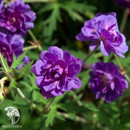 Герань луговая Пленум Виолацеум