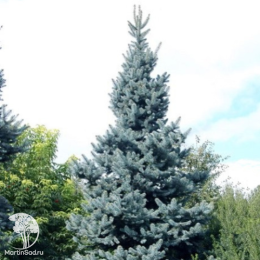 Ель колючая Шовенхорст