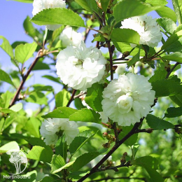 Вишня обыкновенная Ракса на штамбе