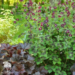 Герань темная Самобор