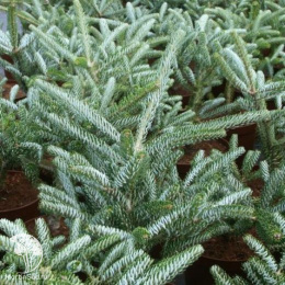 Пихта корейская Сильвер Стар