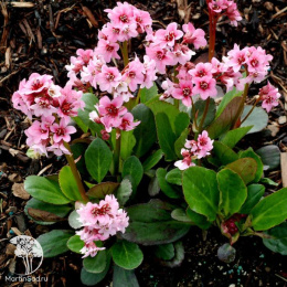 Бадан гибридный Пинк Дрэгонфлай