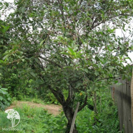 Вишня Владимирская