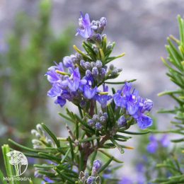 Набор для мяса розмарин лекарственный + шалфей Виола Клозе