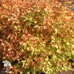 Калина обыкновенная Компактум