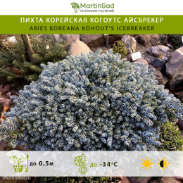 Пихта корейская Когоутс Айсбрекер