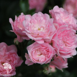 Роза полиантовая Зе Фейри