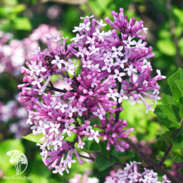 Сирень Мейера Палибин на штамбе