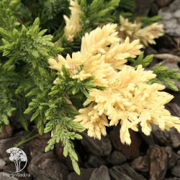 Можжевельник китайский Экспанса Вариегата