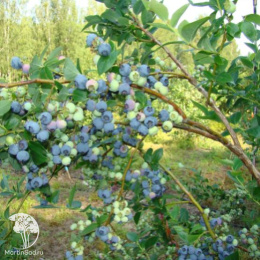 Голубика высокорослая Блюэтта